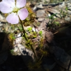 Drosera gunniana (Pale Sundew) at Corang, NSW - 6 Oct 2021 by LeonieWood