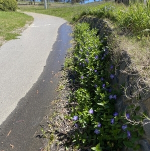 Vinca major at Chapman, ACT - 6 Oct 2021 02:14 PM