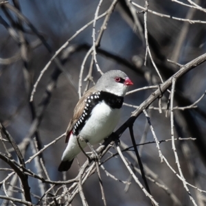 Stagonopleura guttata at Rendezvous Creek, ACT - 6 Oct 2021