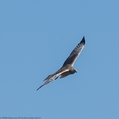 Circus approximans (Swamp Harrier) at Rendezvous Creek, ACT - 5 Oct 2021 by Roger