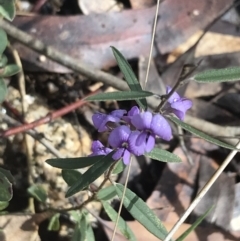 Hovea heterophylla at Tennent, ACT - 3 Oct 2021 09:58 AM