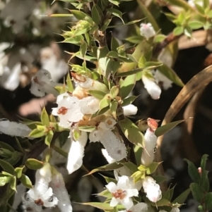 Leucopogon fraseri at Tennent, ACT - 3 Oct 2021