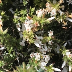 Leucopogon fraseri at Tennent, ACT - 3 Oct 2021