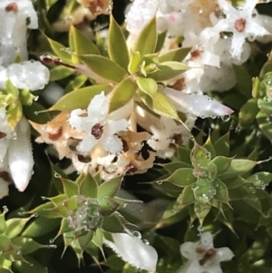 Leucopogon fraseri at Tennent, ACT - 3 Oct 2021