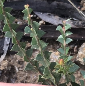 Acacia pravissima at Tennent, ACT - 3 Oct 2021