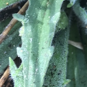 Plantago varia at Tennent, ACT - 3 Oct 2021