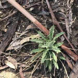 Plantago varia at Tennent, ACT - 3 Oct 2021