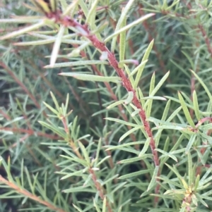 Persoonia chamaepeuce at Tennent, ACT - 3 Oct 2021 10:15 AM