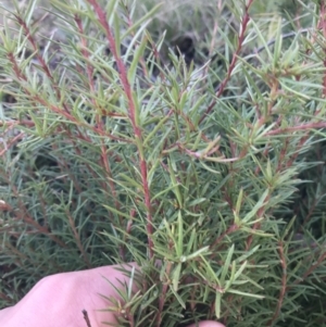 Persoonia chamaepeuce at Tennent, ACT - 3 Oct 2021 10:15 AM