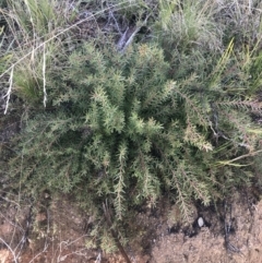 Persoonia chamaepeuce at Tennent, ACT - 3 Oct 2021 10:15 AM