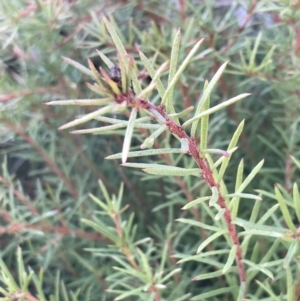 Persoonia chamaepeuce at Tennent, ACT - 3 Oct 2021 10:15 AM