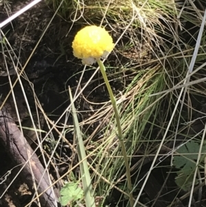 Craspedia sp. at Tennent, ACT - 3 Oct 2021