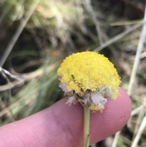 Craspedia sp. at Tennent, ACT - 3 Oct 2021