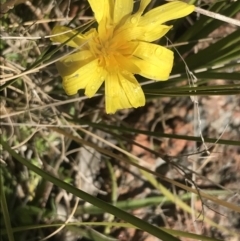 Microseris lanceolata (Yam Daisy) at Tennent, ACT - 2 Oct 2021 by Tapirlord