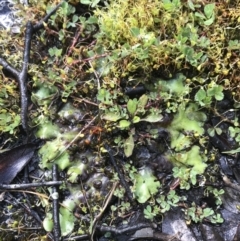 Lunularia cruciata at Tennent, ACT - 3 Oct 2021