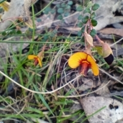 Bossiaea buxifolia (Matted Bossiaea) at Corang, NSW - 6 Oct 2021 by LeonieWood