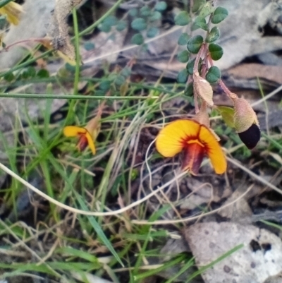 Bossiaea buxifolia (Matted Bossiaea) at Corang, NSW - 6 Oct 2021 by LeonieWood