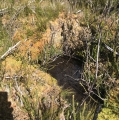 Sphagnum sp. (genus) (Sphagnum moss) at Tennent, ACT - 6 Oct 2021 by BrianH