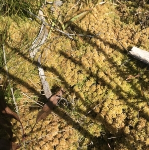 Sphagnum sp. (genus) at Tennent, ACT - 6 Oct 2021 02:53 PM