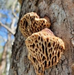 Hexagonia vesparia (Wasp Nest Polypore) at Majura, ACT - 5 Oct 2021 by Helberth