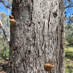 Hexagonia vesparia at Majura, ACT - 6 Oct 2021