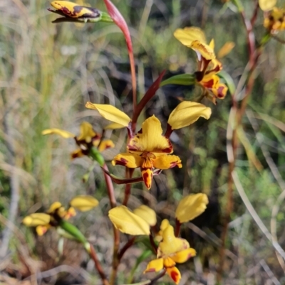 Diuris pardina (Leopard Doubletail) at Campbell, ACT - 5 Oct 2021 by Helberth