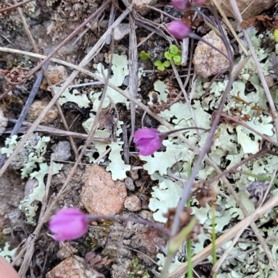 Arthropodium minus (Small Vanilla Lily) at Coree, ACT - 6 Oct 2021 by tpreston