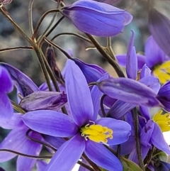 Stypandra glauca (Nodding Blue Lily) at Holt, ACT - 6 Oct 2021 by tpreston