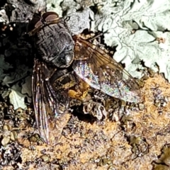 Calliphoridae (family) (Unidentified blowfly) at Coree, ACT - 6 Oct 2021 by trevorpreston