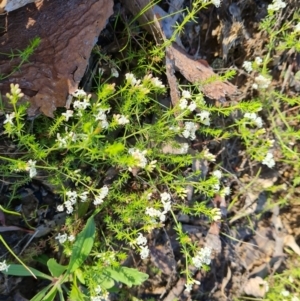 Asperula conferta at Jerrabomberra, ACT - 6 Oct 2021