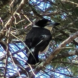 Cracticus torquatus at Coree, ACT - 6 Oct 2021