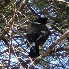 Cracticus torquatus at Coree, ACT - 6 Oct 2021