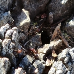 Papyrius sp. (genus) (A Coconut Ant) at Jerrabomberra, ACT - 6 Oct 2021 by Mike