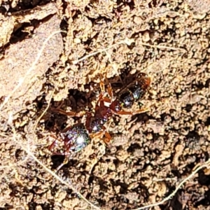 Amblyopone australis at Holt, ACT - 6 Oct 2021