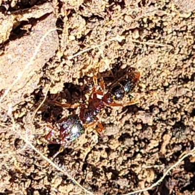 Amblyopone sp. (genus) (Slow ant) at Holt, ACT - 6 Oct 2021 by trevorpreston