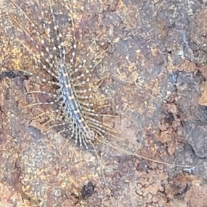 Allothereua maculata at Coree, ACT - 6 Oct 2021 03:51 PM