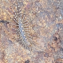 Allothereua maculata at Coree, ACT - 6 Oct 2021