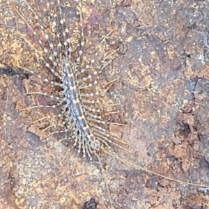 Allothereua maculata at Coree, ACT - 6 Oct 2021