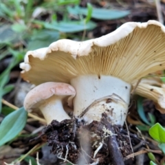 Unidentified Cap on a stem; gills below cap [mushrooms or mushroom-like] at Holt, ACT - 6 Oct 2021 by trevorpreston