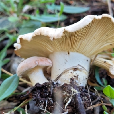 Unidentified Cap on a stem; gills below cap [mushrooms or mushroom-like] at Holt, ACT - 6 Oct 2021 by tpreston