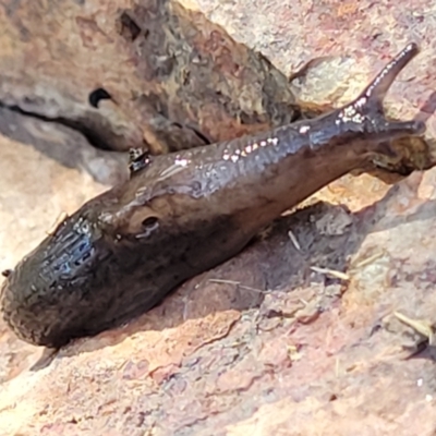 Deroceras laeve (Marsh Slug) at Holt, ACT - 6 Oct 2021 by tpreston