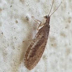 Micromus tasmaniae (Tasmanian Brown Lacewing) at Turner, ACT - 5 Oct 2021 by LD12