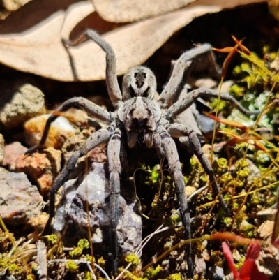 Tasmanicosa sp. (genus) (Tasmanicosa wolf spider) at Uriarra Village, ACT - 6 Oct 2021 by RobG1