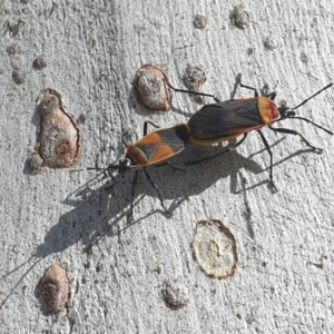 Dindymus versicolor at Turner, ACT - 6 Oct 2021