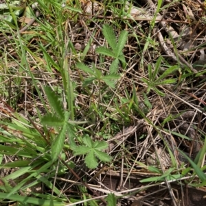 Potentilla recta at Hall, ACT - 3 Oct 2021