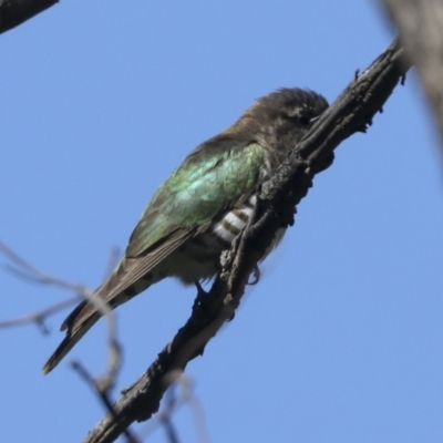 Chrysococcyx lucidus (Shining Bronze-Cuckoo) at Majura, ACT - 6 Oct 2021 by AlisonMilton