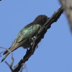 Chrysococcyx lucidus at Majura, ACT - 6 Oct 2021