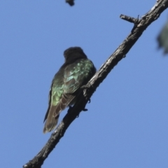 Chrysococcyx lucidus at Majura, ACT - 6 Oct 2021