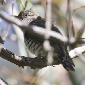 Chrysococcyx lucidus at Majura, ACT - 6 Oct 2021