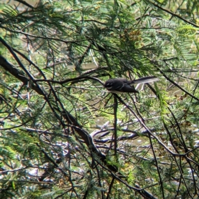 Rhipidura albiscapa (Grey Fantail) at Killara, VIC - 6 Oct 2021 by Darcy